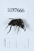  (Toxophora fasciculata - BGE_00653_D01)  @11 [ ] (nrr) (2024) Ana Ananiashvili ISU