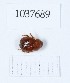  (Ochodaeus integriceps - BGE_00653_E12)  @11 [ ] (nrr) (2024) Ana Ananiashvili ISU
