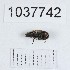  (Acmaeoderella chrysanthemi - BGE_00667_B06)  @11 [ ] (nrr) (2024) Ana Ananiashvili ISU