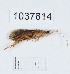  (Plectrocnemia latissima - BGE_00667_H06)  @11 [ ] (nrr) (2024) Ana Ananiashvili ISU