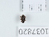  (Pseudocoeliodes - BGE_00654_A01)  @11 [ ] (nrr) (2024) Ana Ananiashvili ISU