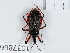 (Rhynocoris rubrogularis - BGE_00654_D11)  @11 [ ] (nrr) (2024) Ana Ananiashvili ISU