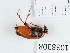  (Macrosiagon bimaculatum - BGE_00655_B02)  @11 [ ] (nrr) (2024) Ana Ananiashvili ISU