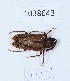  (Arrhaphipterus - BGE_00665_F04)  @11 [ ] (nrr) (2024) Ana Ananiashvili ISU