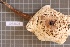  ( - BGE_00688_D03)  @11 [ ] No Rights Reserved (2024) Unspecified Ilia State University, Institute of Ecology