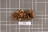  (Geastrum indicum - BGE_00688_F11)  @11 [ ] No Rights Reserved (2024) Unspecified Ilia State University, Institute of Ecology
