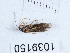  (Diplectrona robusta - BGE_00666_A01)  @11 [ ] (nrr) (2024) Ana Ananiashvili ISU