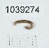  (Cylindroiulus parvus - BGE_00671_C06)  @11 [ ] (nrr) (2025) Ana Ananiashvili ISU