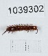  (Lithobius cronebergii - BGE_00671_E10)  @11 [ ] (nrr) (2025) Ana Ananiashvili ISU