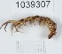  (Lithobius viriatus - BGE_00671_F03)  @11 [ ] (nrr) (2025) Ana Ananiashvili ISU