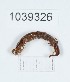  (Lithobius striatus - BGE_00671_G10)  @11 [ ] (nrr) (2025) Ana Ananiashvili ISU