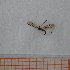  ( - BW4_1_Dip_02)  @11 [ ] CreativeCommons  Attribution Non-Commercial Share-Alike (2023) Unspecified University of Lodz