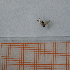  (Lonchoptera strobli - PB1_1_Dip_01)  @11 [ ] CreativeCommons  Attribution Non-Commercial Share-Alike (2023) Unspecified University of Lodz