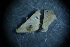  ( - Amphibalanus_improvisus_A5_#20_Q1)  @11 [ ] CreativeCommons  Attribution Non-Commercial Share-Alike (2021) Arlie McCarthy British Antarctic Survey