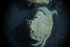  ( - Cancer_pagurus_A3_#12_Q4)  @11 [ ] CreativeCommons  Attribution Non-Commercial Share-Alike (2021) Arlie McCarthy British Antarctic Survey