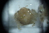  ( - Cancer_pagurus_A7_#30_Q1)  @11 [ ] CreativeCommons  Attribution Non-Commercial Share-Alike (2021) Arlie McCarthy British Antarctic Survey