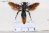  (Scolia sinensis - BJCP2020021)  @11 [ ] Unspecified (default): All Rights Reserved  Unspecified Unspecified