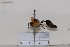  (Eumenes mediterraneus - BJCP2020077)  @11 [ ] Unspecified (default): All Rights Reserved  Unspecified Unspecified