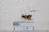  (Polistes chinensis - BJMTG2020013)  @11 [ ] Unspecified (default): All Rights Reserved  Unspecified Unspecified