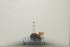  (Bombus opulentus - 2021BJMYKYC17)  @11 [ ] Unspecified (default): All Rights Reserved  Unspecified Unspecified