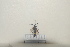  (Scolia oculata - 2021BJMYKYC5)  @11 [ ] Unspecified (default): All Rights Reserved  Unspecified Unspecified