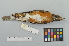  ( - NSMT-DNA1823)  @13 [ ] CreativeCommons - Attribution Non-Commercial Share-Alike (2014) I. Nishiumi National Museum of Nature and Science, Tokyo