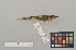  ( - NSMT-DNA3958)  @13 [ ] Copyright (2014) I. Nishiumi National Museum of Nature and Science, Tokyo