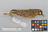  ( - NSMT-DNA3994)  @13 [ ] CreativeCommons - Attribution Non-Commercial Share-Alike (2014) I. Nishiumi National Museum of Nature and Science, Tokyo