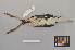  ( - NSMT-DNA5933)  @12 [ ] Copyright (2014) I. Nishiumi National Museum of Nature and Science, Tokyo