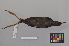  ( - NSMT-DNA5933)  @12 [ ] Copyright (2014) I. Nishiumi National Museum of Nature and Science, Tokyo
