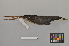  ( - NSMT-DNA5933)  @13 [ ] Copyright (2014) I. Nishiumi National Museum of Nature and Science, Tokyo