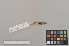  ( - NSMT-DNA6094)  @12 [ ] Copyright (2014) I. Nishiumi National Museum of Nature and Science, Tokyo
