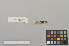  ( - NSMT-DNA6095)  @12 [ ] Copyright (2014) I. Nishiumi National Museum of Nature and Science, Tokyo