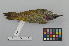  ( - NSMT-DNA2540)  @14 [ ] CreativeCommons - Attribution Non-Commercial Share-Alike (2014) I. Nishiumi National Museum of Nature and Science, Tokyo