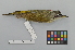  ( - NSMT-DNA2540)  @13 [ ] CreativeCommons - Attribution Non-Commercial Share-Alike (2014) I. Nishiumi National Museum of Nature and Science, Tokyo
