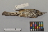  (Hypsipetes - NSMT-DNA6205)  @14 [ ] Copyright (2014) I. Nishiumi National Museum of Nature and Science, Tokyo