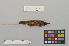  ( - NSMT-DNA3943)  @13 [ ] Copyright (2014) I. Nishiumi National Museum of Nature and Science, Tokyo