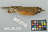  ( - NSMT-DNA6504)  @14 [ ] CreativeCommons - Attribution Non-Commercial Share-Alike (2014) I. Nishiumi National Museum of Nature and Science, Tokyo