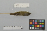  (Phylloscopus ijimae - NSMT-DNA1883)  @13 [ ] CreativeCommons - Attribution Non-Commercial Share-Alike (2014) I. Nishiumi National Museum of Nature and Science, Tokyo