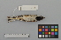  ( - NSMT-DNA6671)  @13 [ ] Copyright (2014) I. Nishiumi National Museum of Nature and Science, Tokyo