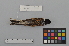  ( - NSMT-DNA6671)  @13 [ ] Copyright (2014) I. Nishiumi National Museum of Nature and Science, Tokyo