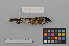  ( - NSMT-DNA6671)  @13 [ ] Copyright (2014) I. Nishiumi National Museum of Nature and Science, Tokyo