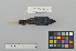  ( - NSMT-DNA6677)  @13 [ ] Copyright (2014) I. Nishiumi National Museum of Nature and Science, Tokyo