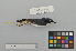 ( - NSMT-DNA6677)  @12 [ ] Copyright (2014) I. Nishiumi National Museum of Nature and Science, Tokyo