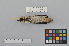  ( - NSMT-DNA6683)  @13 [ ] Copyright (2014) I. Nishiumi National Museum of Nature and Science, Tokyo