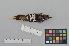  ( - NSMT-DNA6683)  @12 [ ] Copyright (2014) I. Nishiumi National Museum of Nature and Science, Tokyo