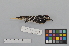  ( - NSMT-DNA6683)  @12 [ ] Copyright (2014) I. Nishiumi National Museum of Nature and Science, Tokyo