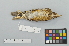 ( - NSMT-DNA7005)  @13 [ ] Copyright (2014) I. Nishiumi National Museum of Nature and Science, Tokyo