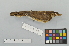  ( - NSMT-DNA7005)  @13 [ ] Copyright (2014) I. Nishiumi National Museum of Nature and Science, Tokyo