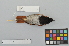  ( - NSMT-DNA7501)  @13 [ ] Copyright (2014) I. Nishiumi National Museum of Nature and Science, Tokyo